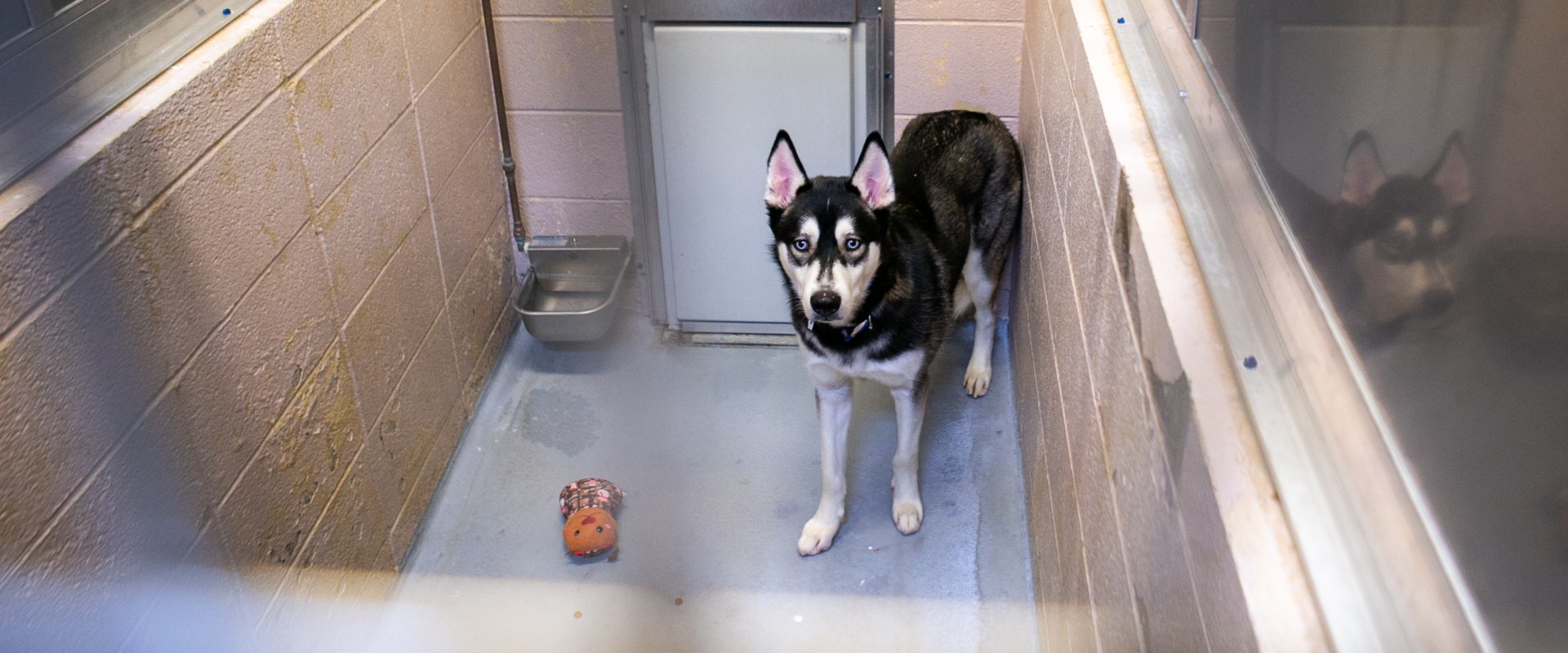 Ensuring Public Safety: A Look into Animal Control in Washington County, Oregon