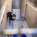 Ensuring Public Safety: A Look into Animal Control in Washington County, Oregon