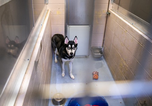 Ensuring Public Safety: A Look into Animal Control in Washington County, Oregon